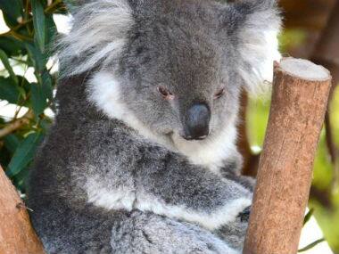 In Australia, over 700 starving Koalas killed; authorities blame overpopulation