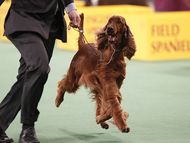 Crufts Dog Show murder mystery: Irish Setter Jagger allegedly poisoned Crufts Dog Show murder mystery: Irish Setter Jagger allegedly poisoned