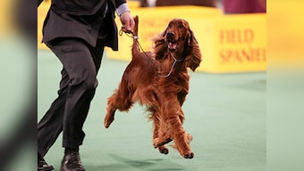Crufts Dog Show murder mystery: Irish Setter Jagger allegedly poisoned