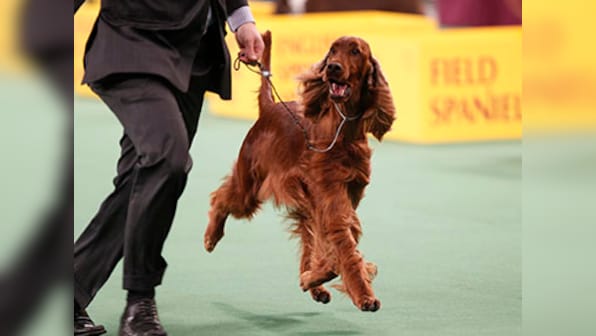 Crufts Dog Show murder mystery: Irish Setter Jagger allegedly poisoned