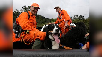 Gene therapy treats dogs affected by night blindness