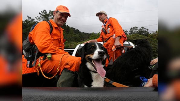 Gene therapy treats dogs affected by night blindness