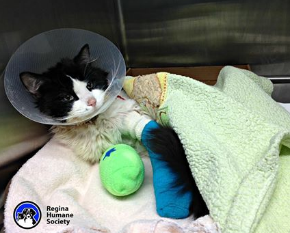 Over $14,000 raised to save 'abused' cat named Bruce Almighty Over $14,000 raised to save 'abused' cat named Bruce Almighty