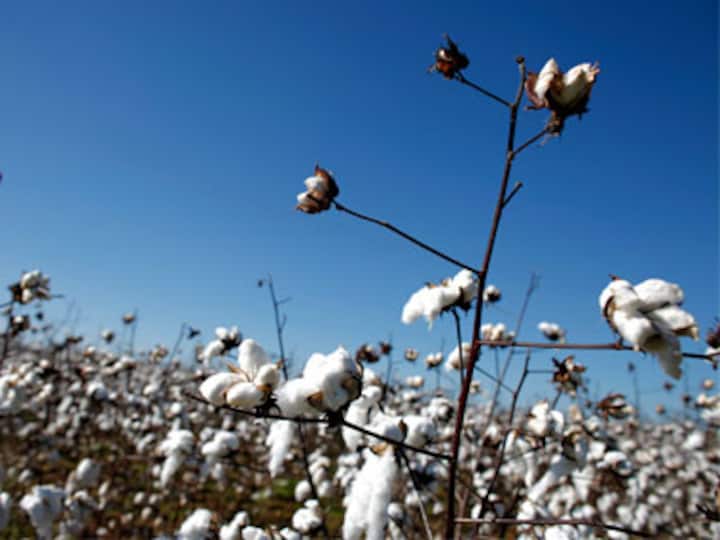 Too little, too late? 3 years after Monsanto’s Bt gene went off patent, govt wakes up