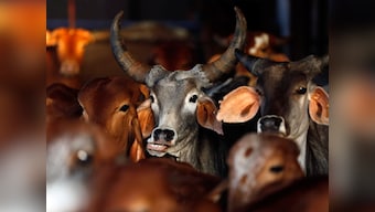 First beef, now mutton? Maharashtra govt tells HC it may extend ban on slaughtering goats