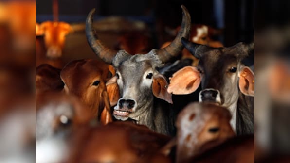 First beef, now mutton? Maharashtra govt tells HC it may extend ban on slaughtering goats