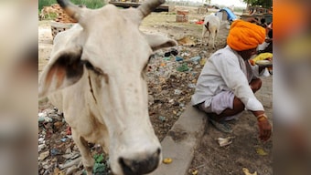 Aadhaar cards for cows? Three reasons why this vegetarian is against the beef ban