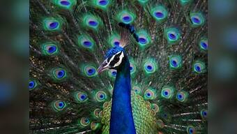 13 peacocks found dead in Nashik due to heatstroke
