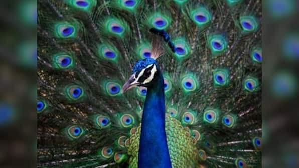 13 peacocks found dead in Nashik due to heatstroke