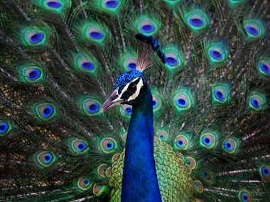 13 peacocks found dead in Nashik due to heatstroke 13 peacocks found dead in Nashik due to heatstroke