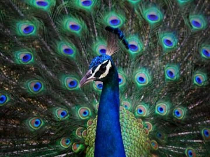 13 peacocks found dead in Nashik due to heatstroke