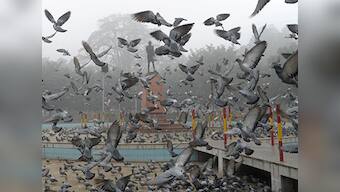 Gujarat: Pigeon with a chip gives Home Ministry a scare!