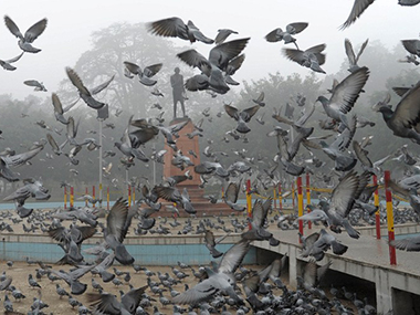Gujarat: Pigeon with a chip gives Home Ministry a scare! Gujarat: Pigeon with a chip gives Home Ministry a scare!