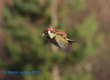 weasel cropped