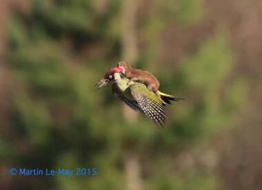 Off goes the weasel: Woodpecker and weasel photographed mid air