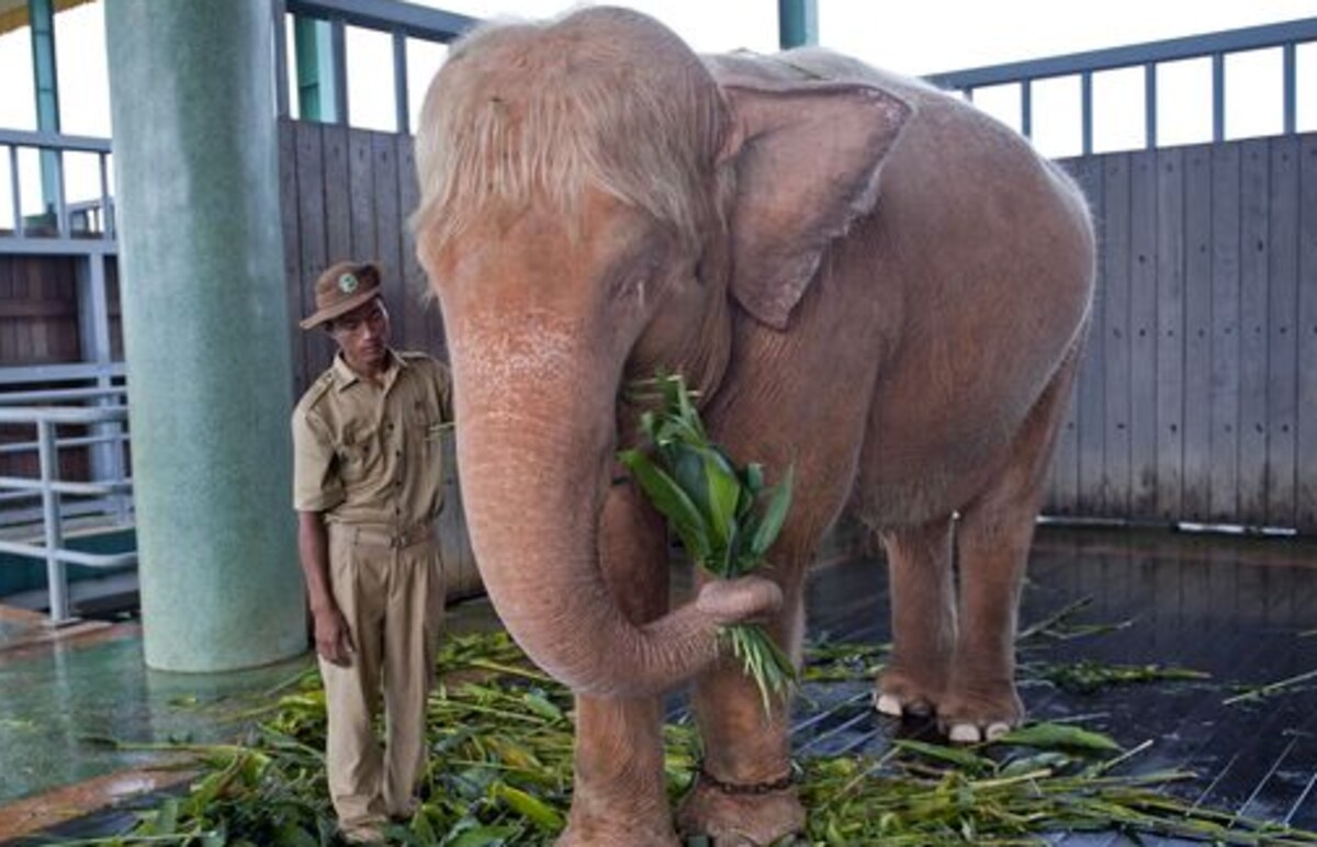 Rare white elephants treasured in Myanmar