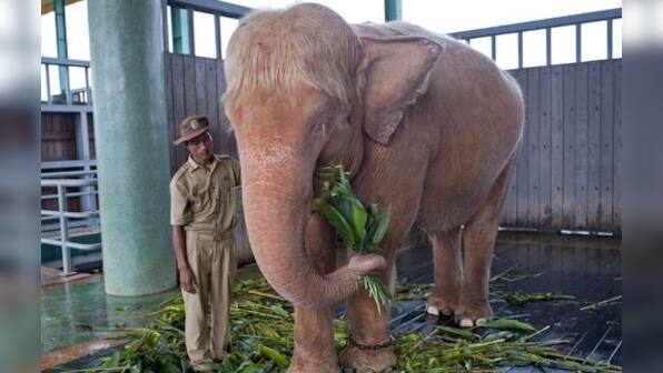 Myanmar captures ninth rare white elephant 