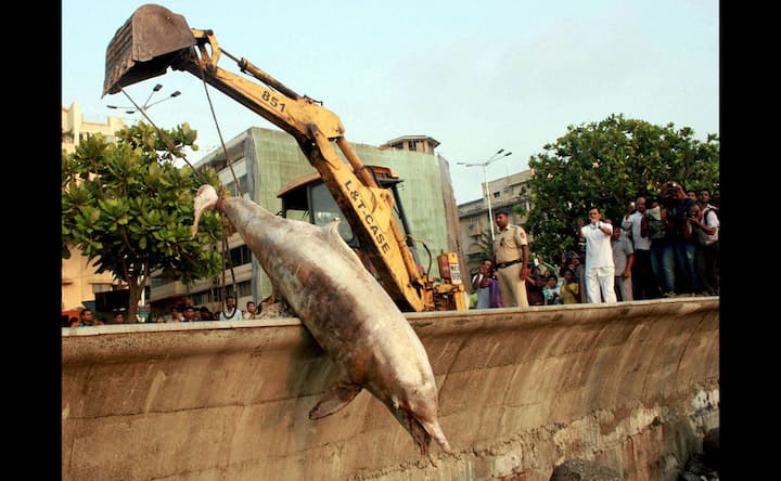 Photos: Dead dolphin washes ashore in Mumbai's Marine Drive