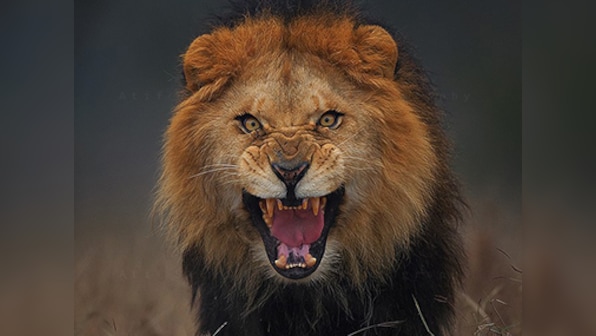 Photographer barely escapes attacking lion after taking this stunning picture