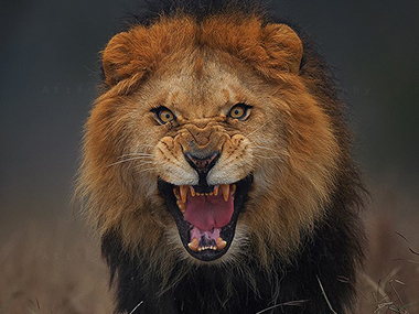 Photographer barely escapes attacking lion after taking this stunning picture Photographer barely escapes attacking lion after taking this stunning picture