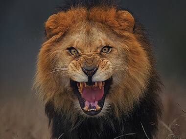 Photographer barely escapes attacking lion after taking this stunning picture