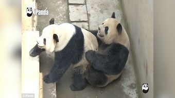 Respect! Studly giant panda breaks record by mating with his lady for 18 mins