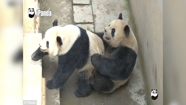 Respect! Studly giant panda breaks record by mating with his lady for 18 mins