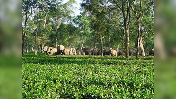 No place to go: The plight of Assam's cornered elephants is getting worse