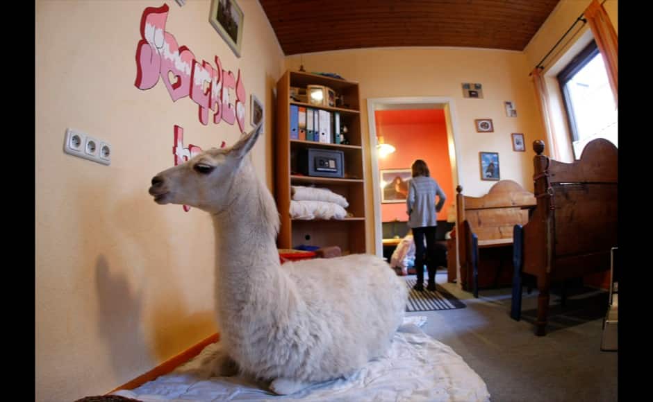 A three-year old llama 'Socke' lies in a dining room in the western town of Muelheim January 14, 2009. 'Socke' lives in the house of her owner Nicole Doepper since its birth, when it was injured by other animals and had a leg amputated. The district veterinary office of Muelheim announced on Thursday to search an adequate animal husbandry for the llama. Picture taken January 14, 2009. REUTERS