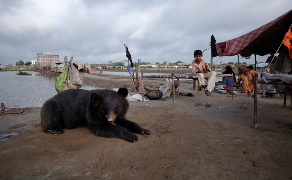 A pet bear sits among residents who escaped to higher ground from their flooded village in the Tando Allahyar district of Pakistan's Sindh province September 15, 2011. This year, floods have destroyed or damaged 1.2 million houses and flooded 4.5 million acres (1.8 million hectares) since late last month, officials and Western aid groups say. More than 300,000 people have been made homeless and over 200 have been reported killed. REUTERS