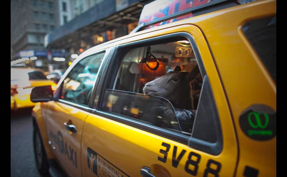 Cyrus Fakroddin and his pet goat Cocoa take a taxi ride in New York, April 7, 2012. Cocoa is a 3-year-old Alpine Pygmy mixed goat who lives with its owner Fakroddin in Summit, New Jersey. They frequently take trips into Manhattan to enjoy the city. Fakroddin raised Cocoa since she was 2 months old and treats her like a human. 