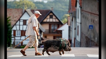 From a Manhattan goat to an over-friendly hyena: the unusual pets people keep