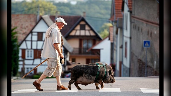 From a Manhattan goat to an over-friendly hyena: the unusual pets people keep
