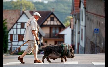 From a Manhattan goat to an over-friendly hyena: the unusual pets people keep