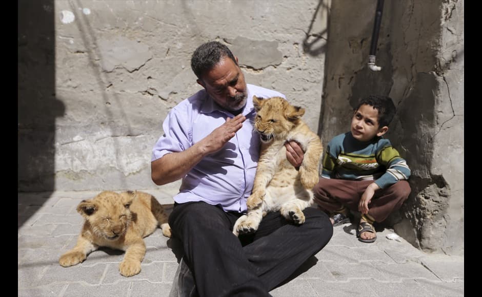 The grandson of Palestinian refugee Saad Eldeen Al-Jamal watches as his grandfather sits with his African two lion cubs outside his house at Al-Shabora refugee camp in Rafah in the southern Gaza Strip March 19, 2015. Al-Jamal has eventually achieved his dream of raising lions at home after acquiring the two cubs, whose parents are believed to have been smuggled into Gaza through a tunnel along the border with Egypt nearly three years ago. His family has named the female cub Mona, an Arab name, while the male lion was named Alex. REUTERS
