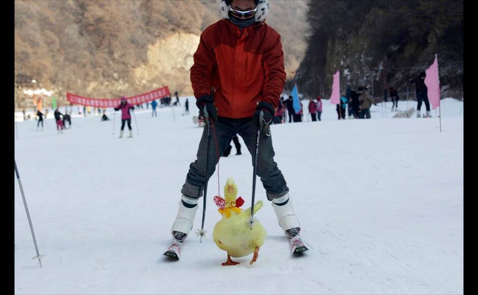 A contestant skis with his pet duck during a skiing with pets competition at a ski resort in Sanmenxia, Henan province, January 12, 2014. Picture taken January 12, 2014. REUTERS