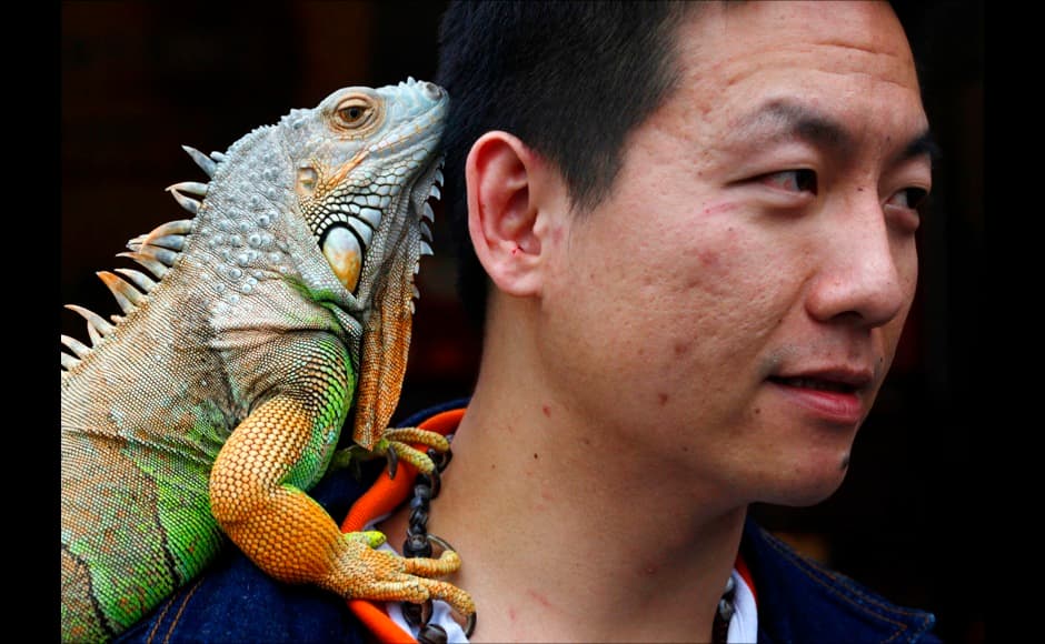 A man carries his pet iguana on his shoulder during the 2010 