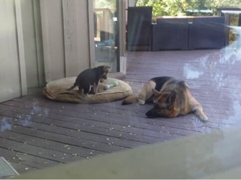 Watch: How mommy German Shepherd dog forces her puppy to take a nap Watch: How mommy German Shepherd dog forces her puppy to take a nap