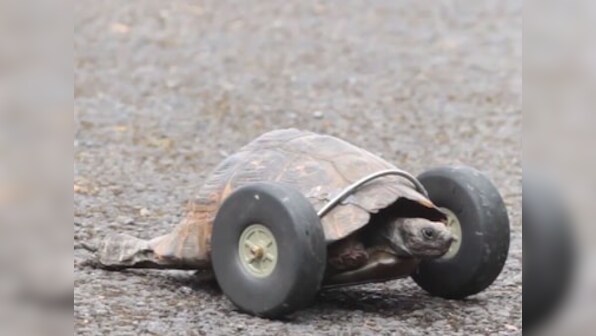 Watch: Tortoise who lost her legs gets prosthetic wheels, moves at twice her previous speed
