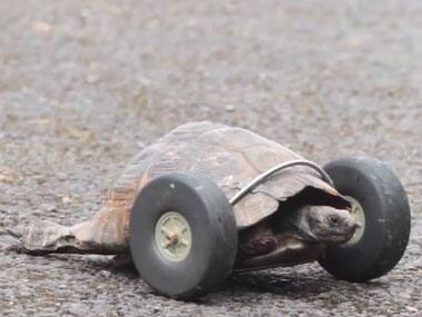 Watch: Tortoise who lost her legs gets prosthetic wheels, moves at twice her previous speed