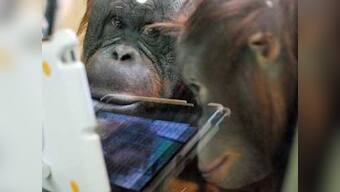 Ape for apps: Young orangutans in US zoo love watching videos and playing with iPads
