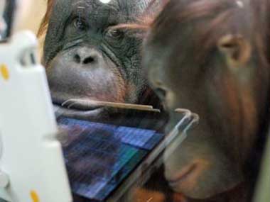 Ape for apps: Young orangutans in US zoo love watching videos and playing with iPads Ape for apps: Young orangutans in US zoo love watching videos and playing with iPads