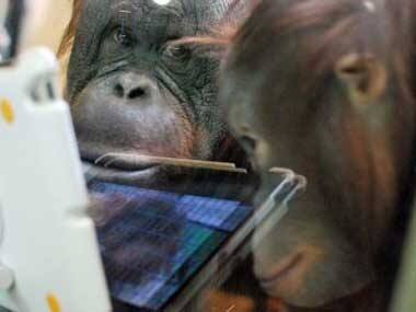 Ape for apps: Young orangutans in US zoo love watching videos and playing with iPads