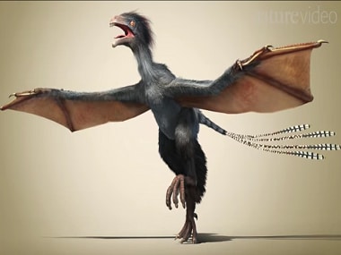 bat winged dinosaur