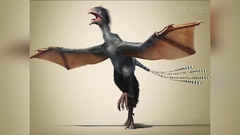 Move over Batman, dinosaur with bat-like wings found in China