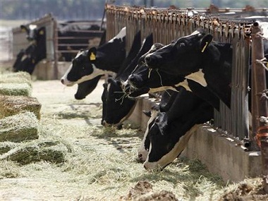 Dairy farmers in Maharashtra want Aadhaar like ID tags for milch animals Dairy farmers in Maharashtra want Aadhaar like ID tags for milch animals