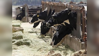Dairy farmers in Maharashtra want Aadhaar like ID tags for milch animals