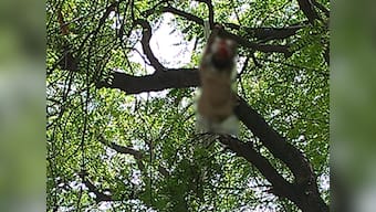 Gajendra Singh's 'suicide' maybe an accident, say Delhi cops: Revive questions about AAP