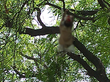 Gajendra Singh's 'suicide' maybe an accident, say Delhi cops: Revive questions about AAP Gajendra Singh's 'suicide' maybe an accident, say Delhi cops: Revive questions about AAP