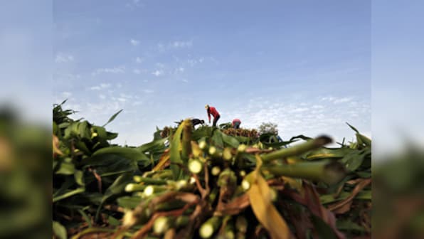 Punjab farmers like makka in roti but not in fields: Here's how govt is changing it